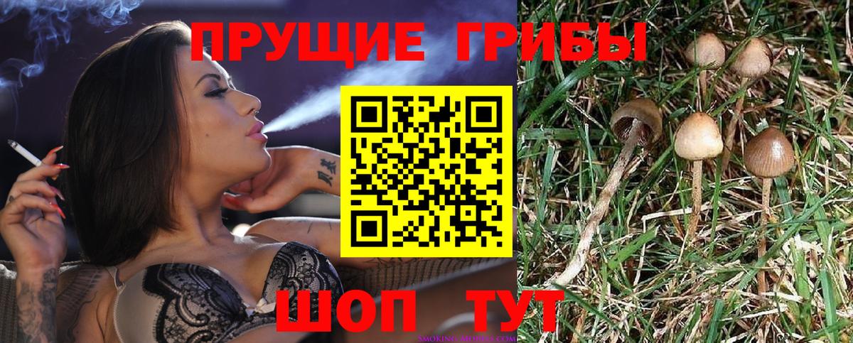 Сухой Лог  Галлюциногенные грибы Cubensis  Псилоцибиновые грибы ЛСД  Вход с VPN 