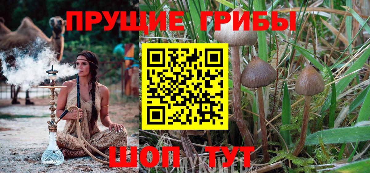 Псилоцибиновые грибы Cubensis Сухой Лог